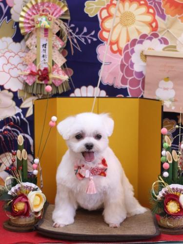 20240127マルちゃん